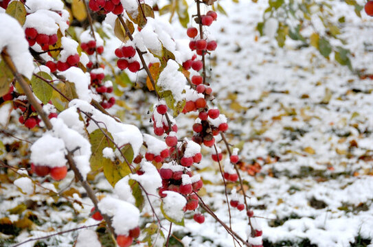 鴻運當(dāng)頭 雪里海棠