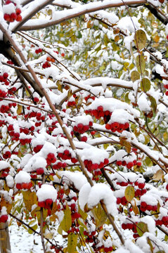 雪里海棠果 紅火好日子