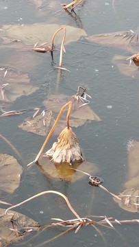 冰凍殘荷