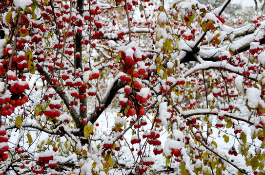 紅運(yùn)當(dāng)頭 雪里海棠