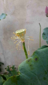 蓮篷
