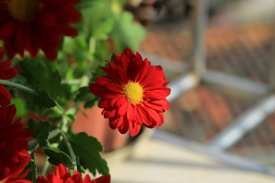 向陽花 年菊 太陽花 菊花