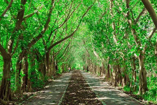 林蔭道