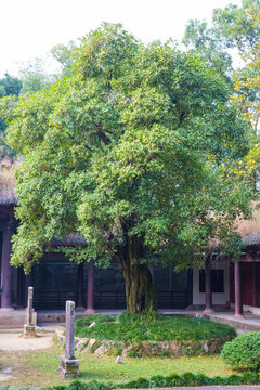 宋桂 宋代桂樹 桂花樹 木犀