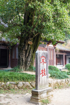 宋桂 宋代桂樹 桂花樹 木犀
