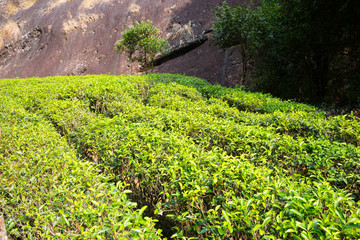 武夷山風(fēng)景區(qū) 武夷山茶園