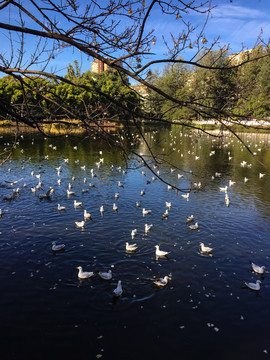 昆明翠湖公園