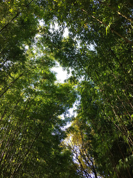 竹林