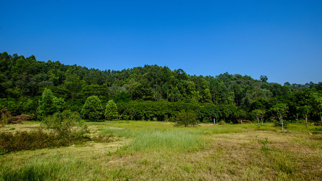 桉樹林