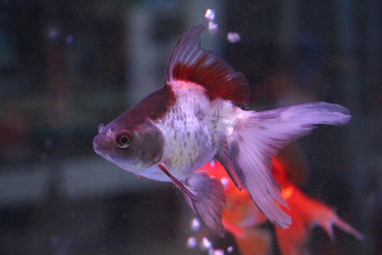 金魚