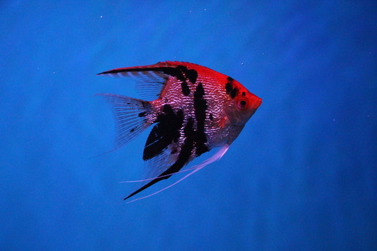 燕尾魚