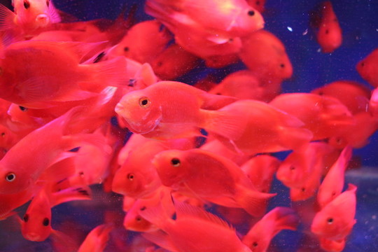 紅鸚鵡魚