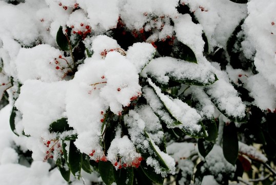 雪景
