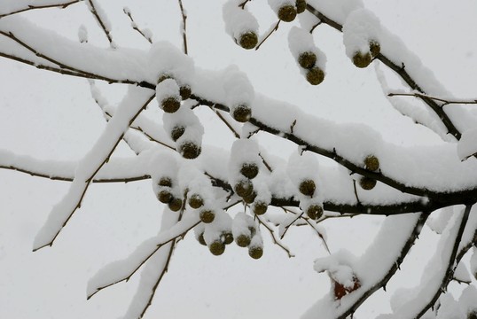 雪景