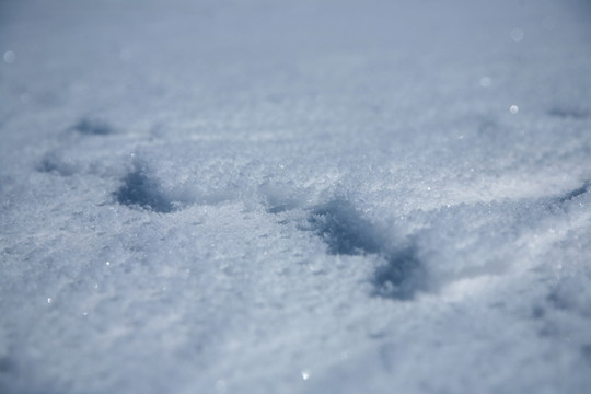 積雪