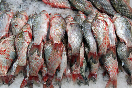 淡水魚 鯽魚