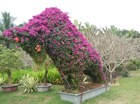 深圳蓮花山公園20151230
