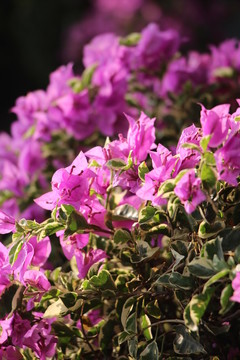 花卉