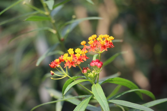 鮮花