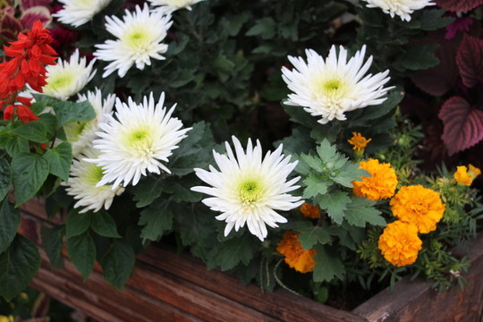 菊花