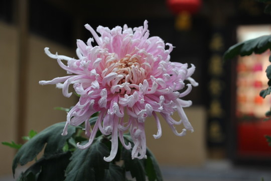 菊花