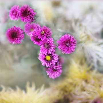 紫色菊花