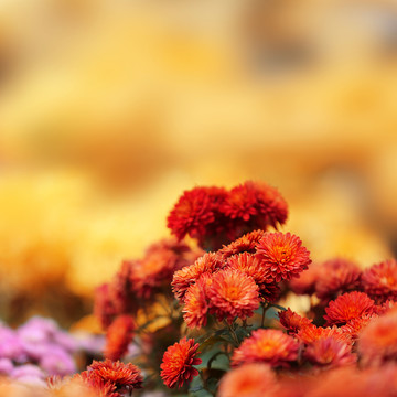 紅色小菊花