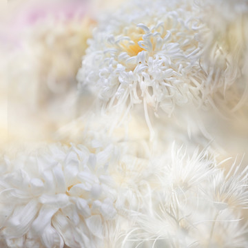 白菊花