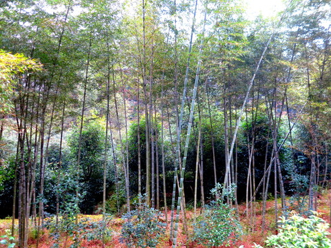 竹林