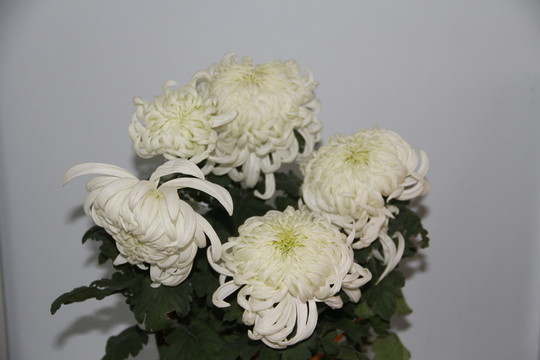 白菊花