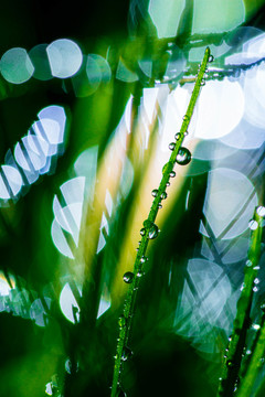 夢(mèng)幻水珠