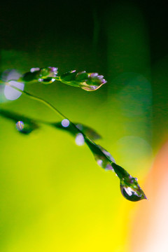 夢幻水珠