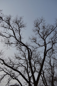 樹枝和天空