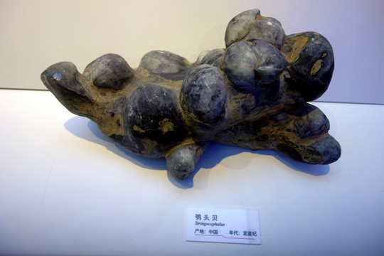 鸮頭貝 化石