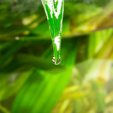 水珠