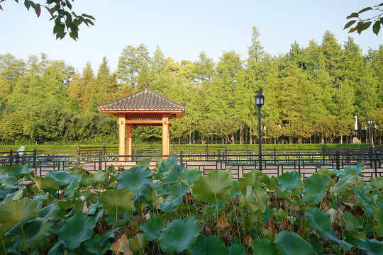 漢陽江灘公園荷塘小亭