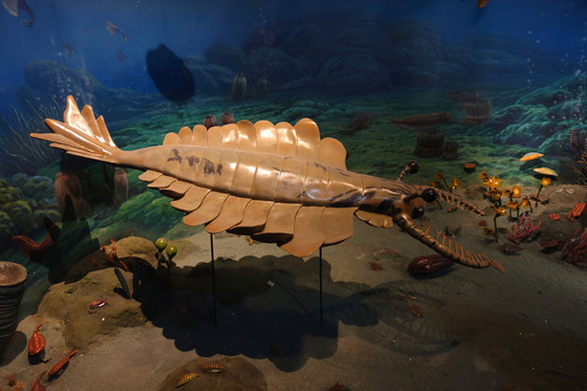 海底世界 海底生物