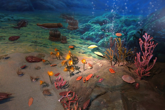 海底世界 海底生物