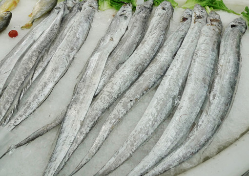 帶魚