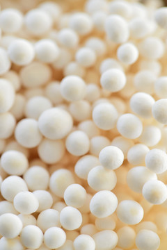 食用菌
