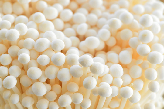 食用菌
