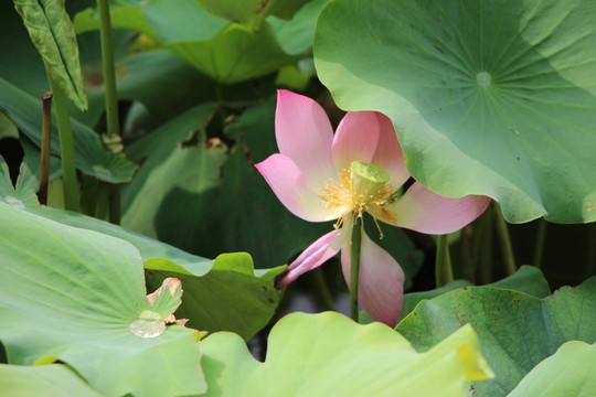 荷花