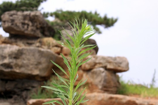 野草