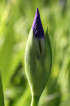 鳶尾 花蕾