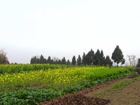 油菜花開
