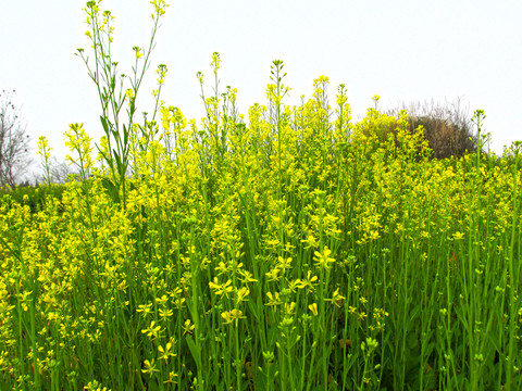 油菜花開(kāi)