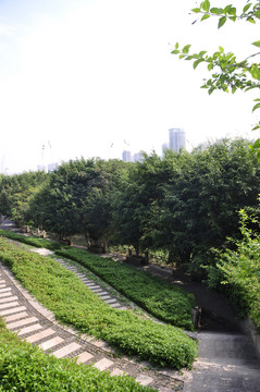 花草綠梯