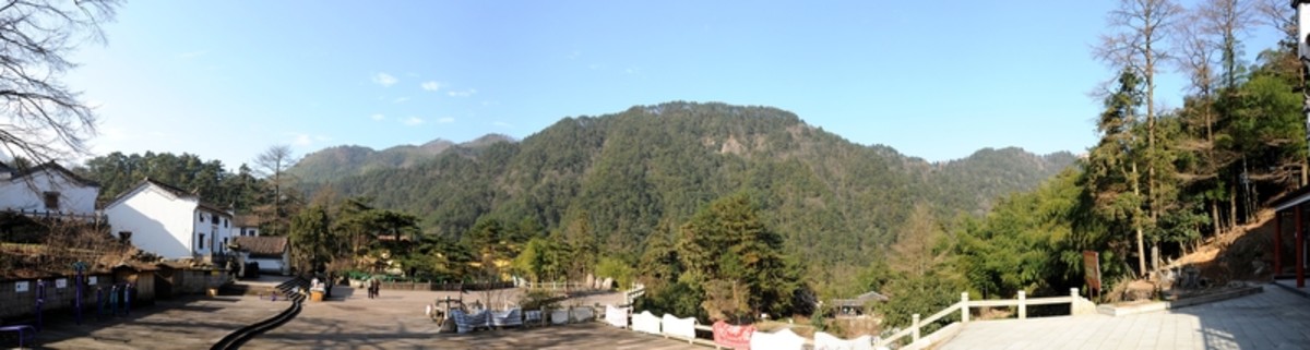 九華山 鳳凰松