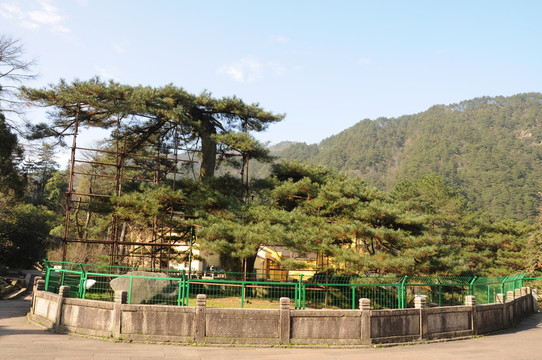 九華山 鳳凰松