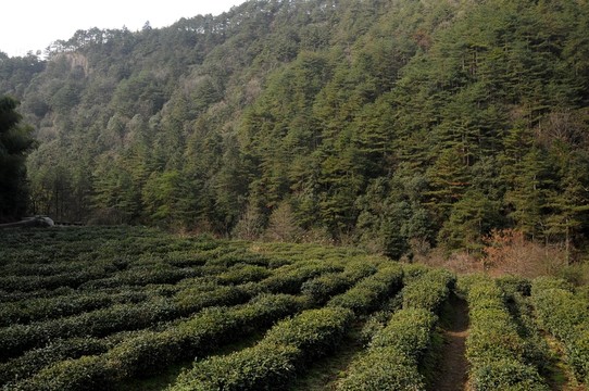 茶樹 山茶